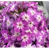 Флокс Phlox Flame Violet Charm